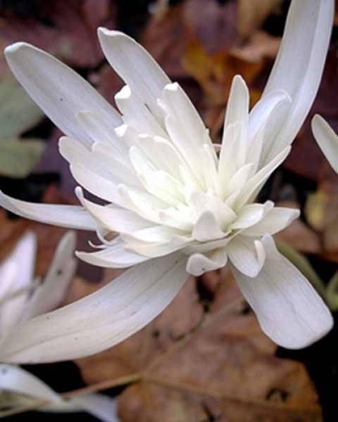 Colchicum autumnale alboplenum.jpg